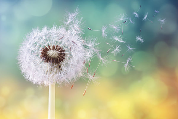dandylion blowing