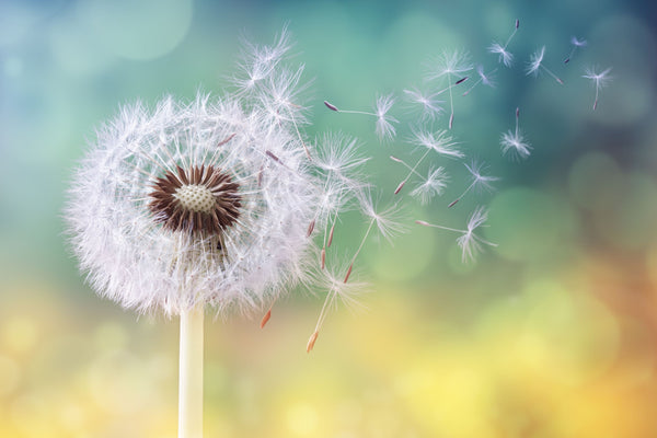 The Dandelion - Flower of the Military Child