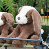 Sweet Floppy Mutt - Cocoa