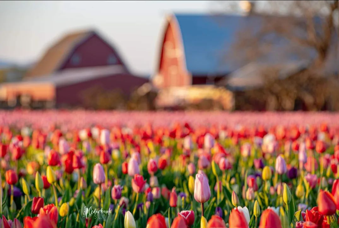 Field of colorful tulips with a red barn in the background
