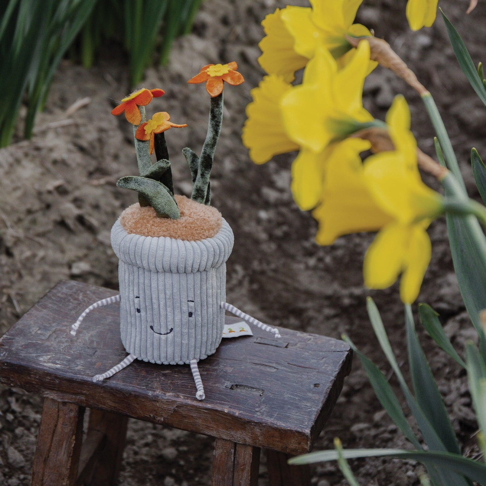 Daffodil-1_45d748dd-0875-4652-